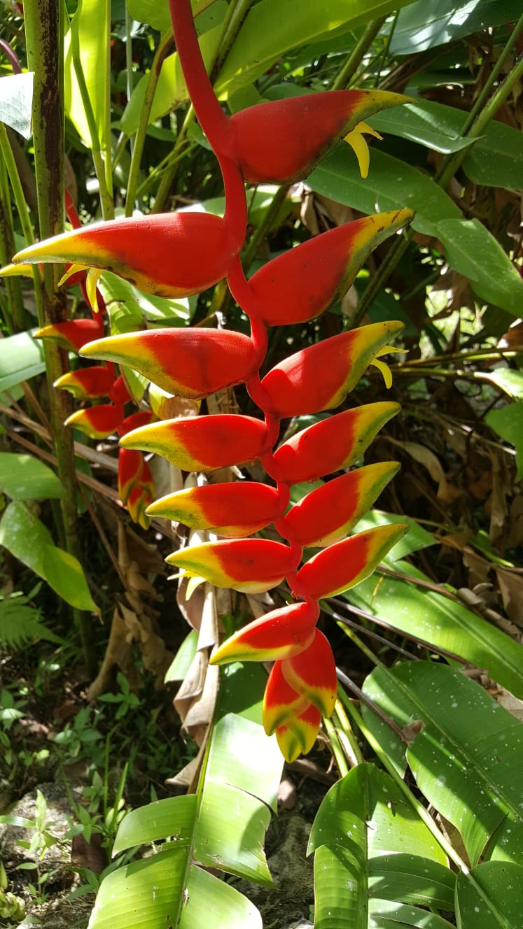 Slide Image