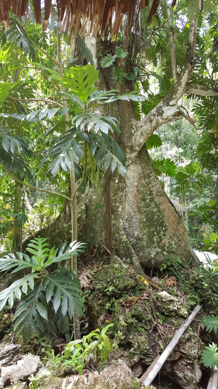 Slide Image